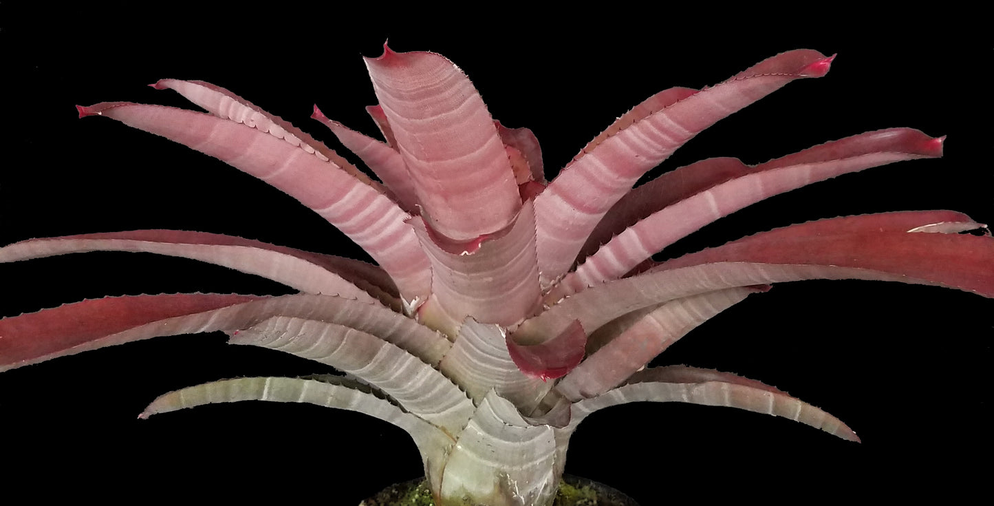 Neoregelia Cruenta Red