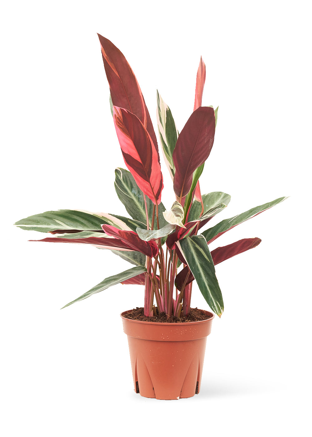 Stromanthe 'Triostar' live houseplant – red and green variegated leaves, 8" pot, shipped from Florida