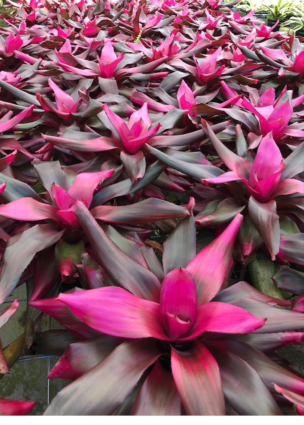 Neoregelia Amazonas (P.)