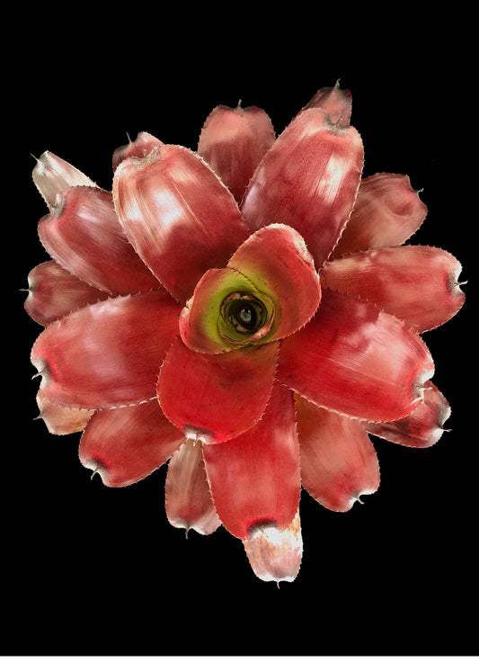 Neoregleia Avalon