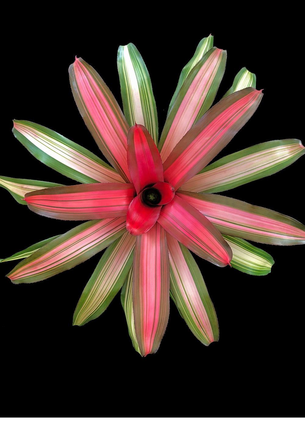 Neoregelia Candelabra