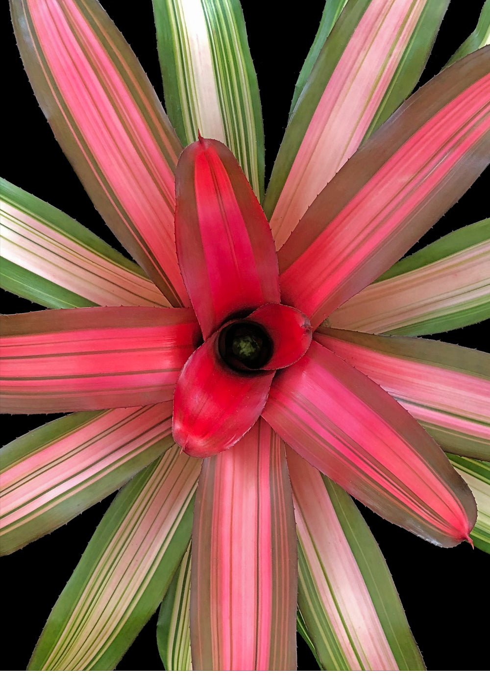 Neoregelia Candelabra