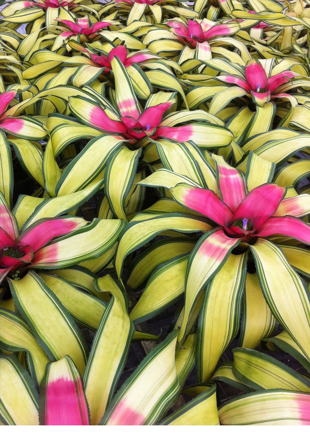Neoregelia Casablanca (P.)