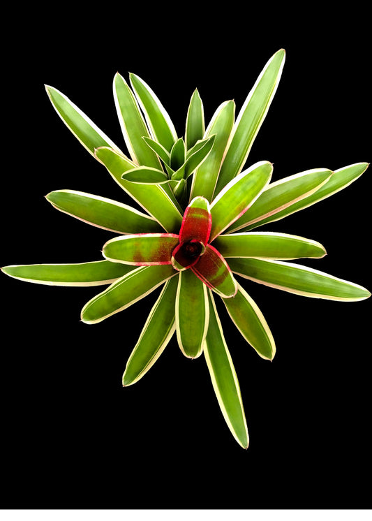 Neoregelia Chile Verde