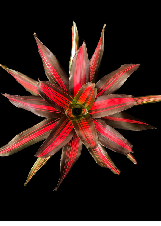 Neoregelia Cookie (P.)