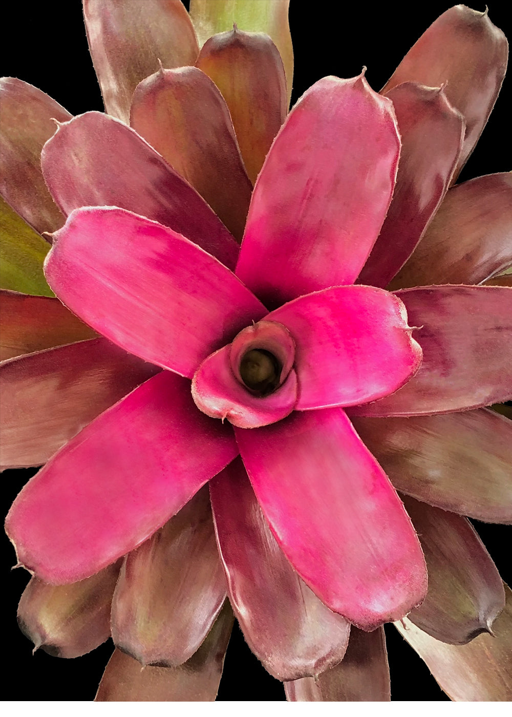 Neoregelia Gapevine