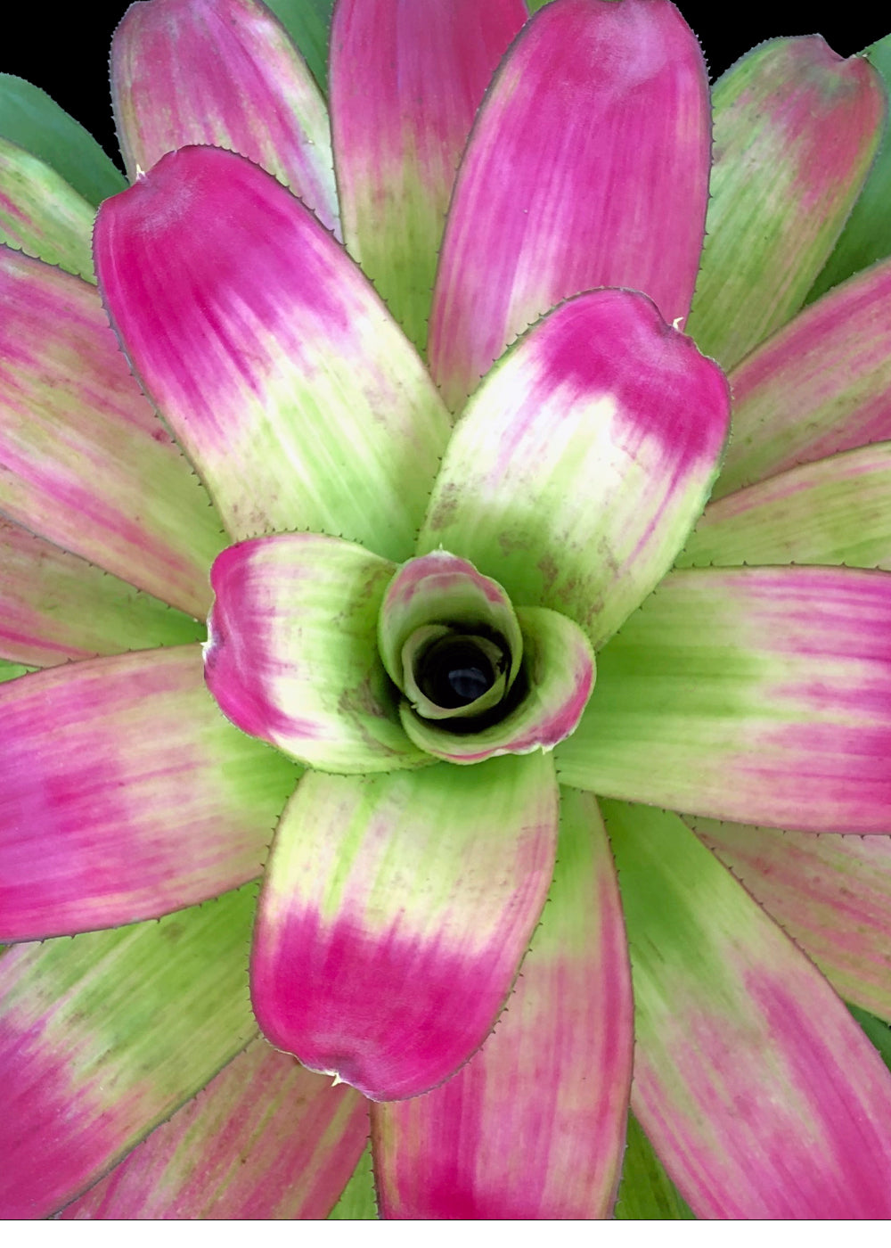 Neoregelia Passion