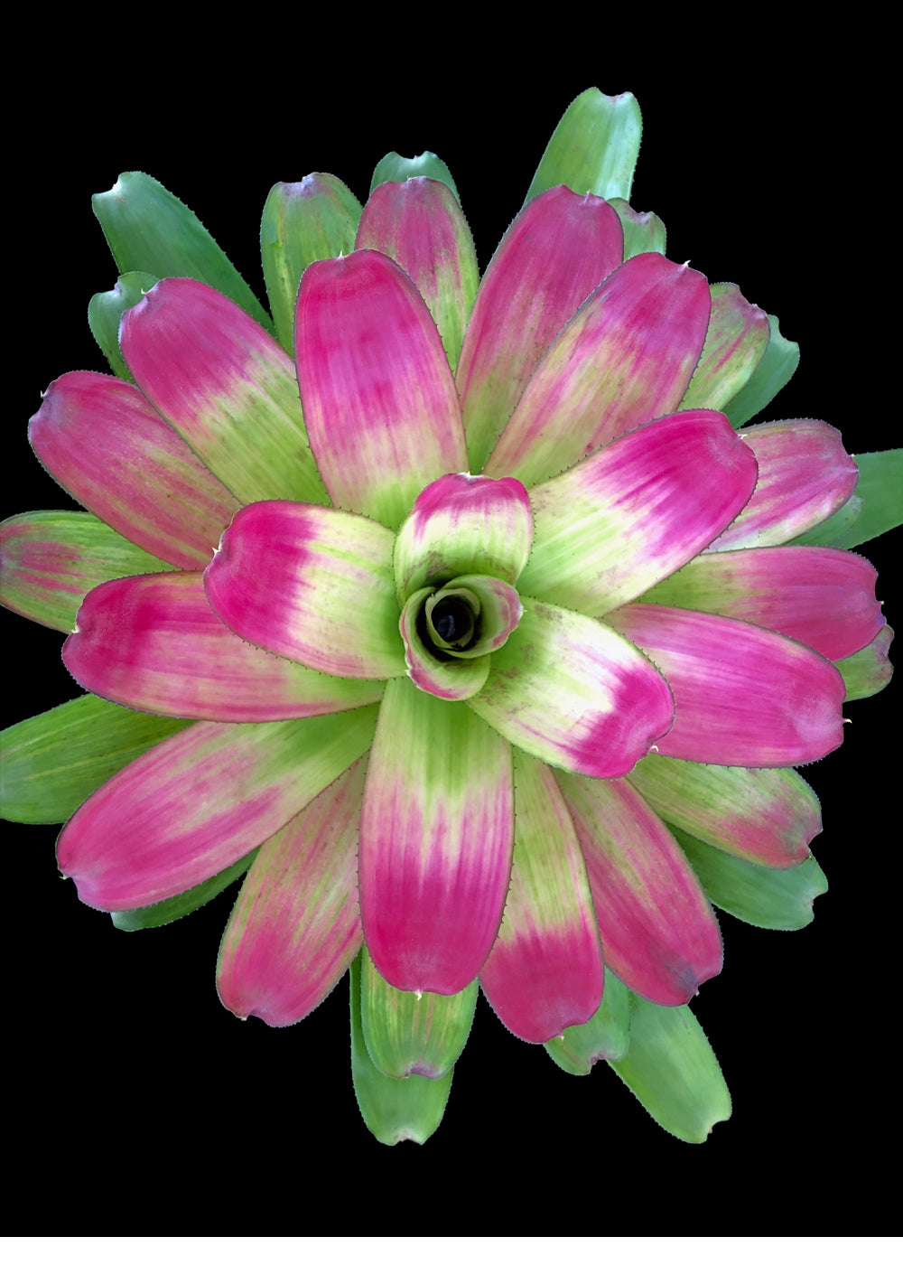 Neoregelia Passion