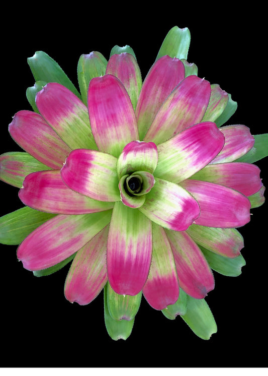 Neoregelia Passion