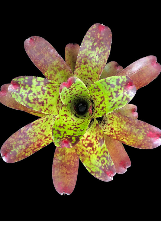 Neoregleia Tequila