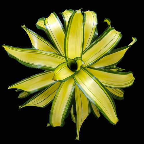 Neoregelia Casablanca (P.)