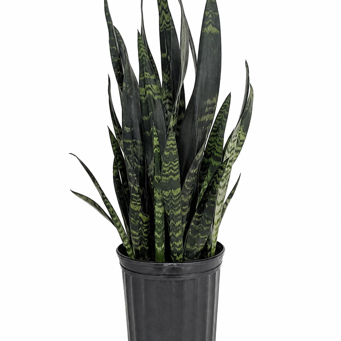 Sansevieria