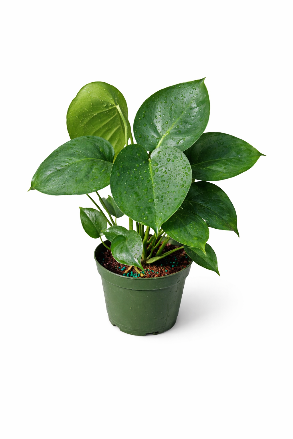 Monstera Care