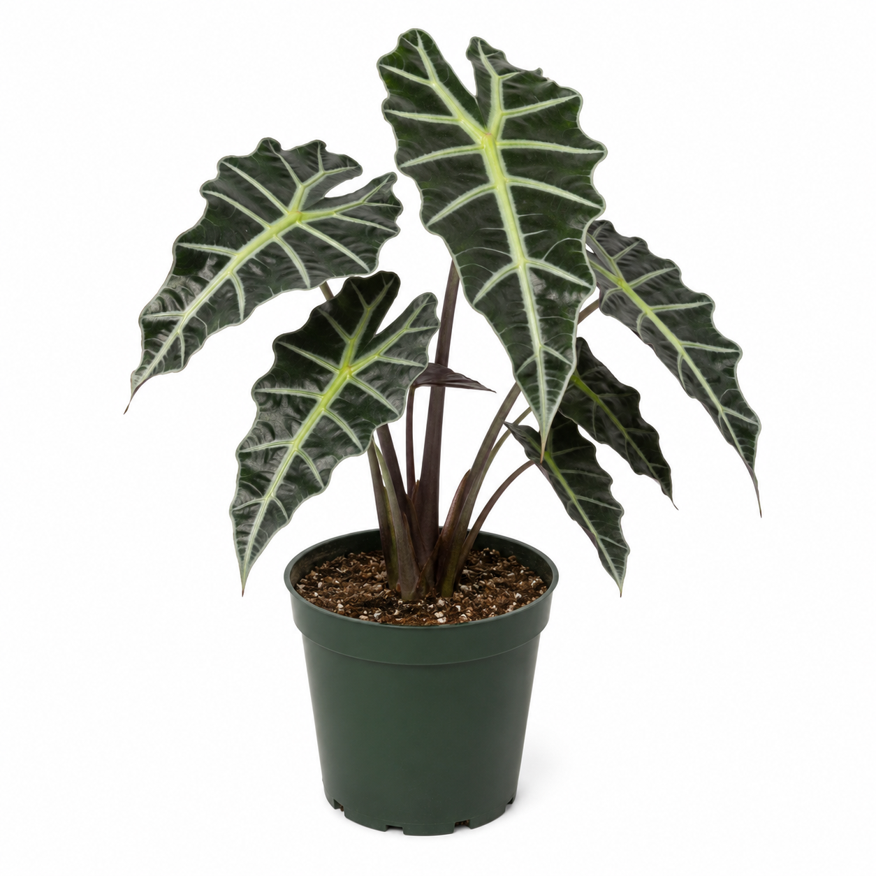 Alocasia Care