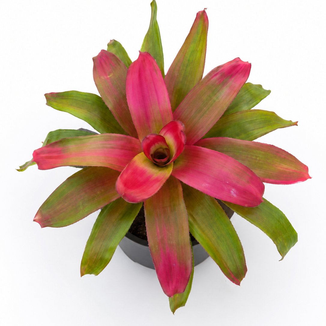Bromeliad Care