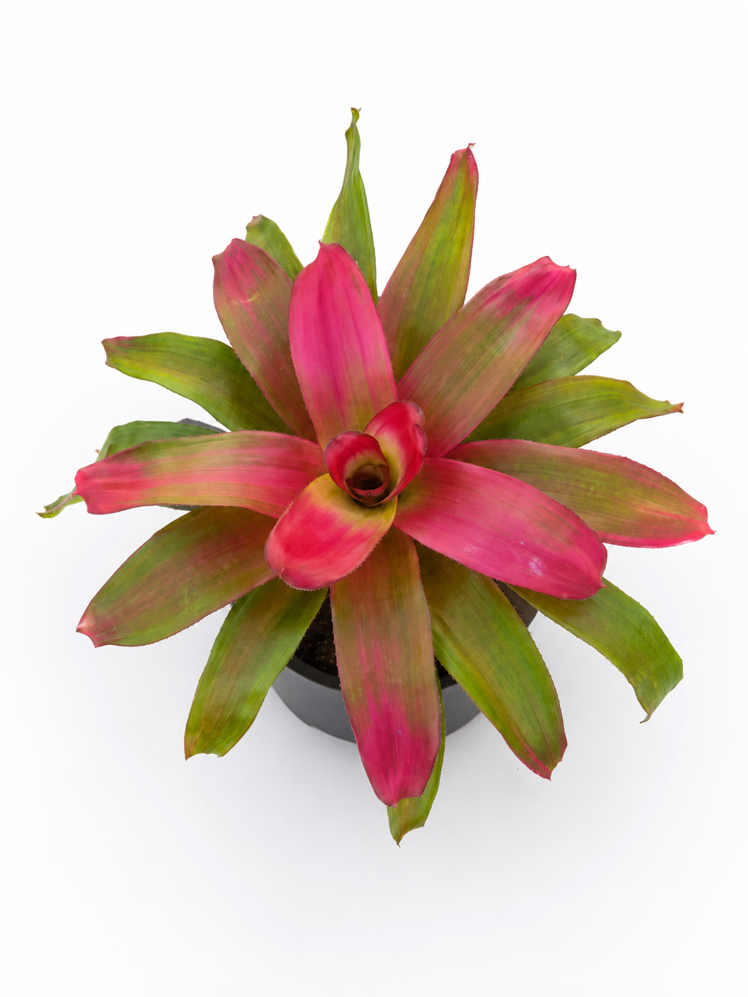 Bromeliad Care