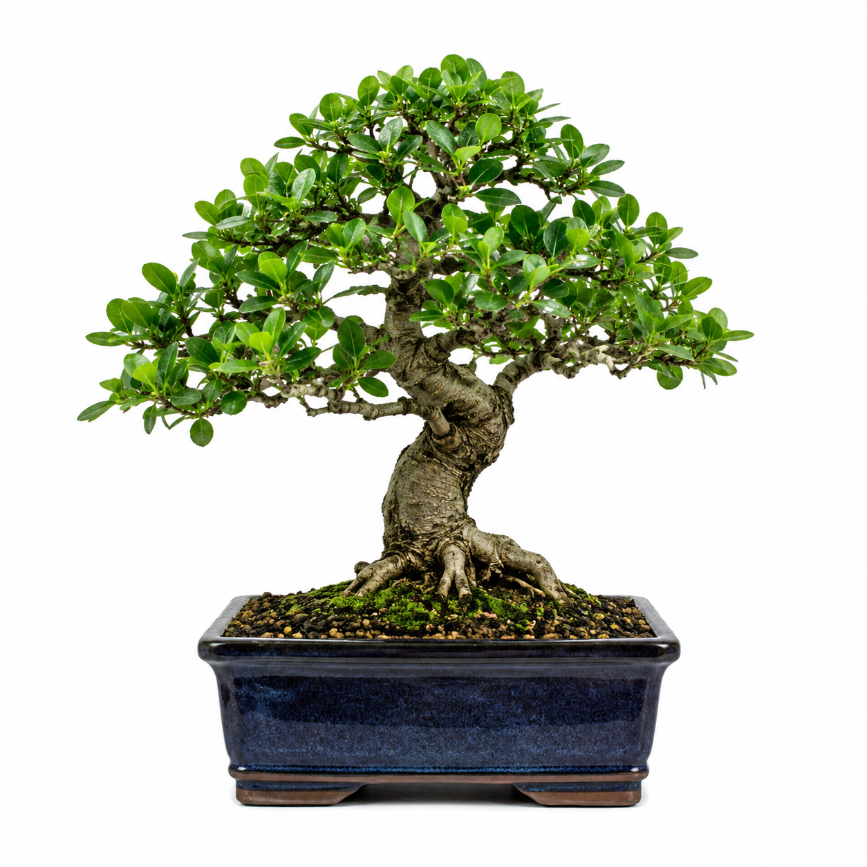 Bonsai Care Guide for Beginners