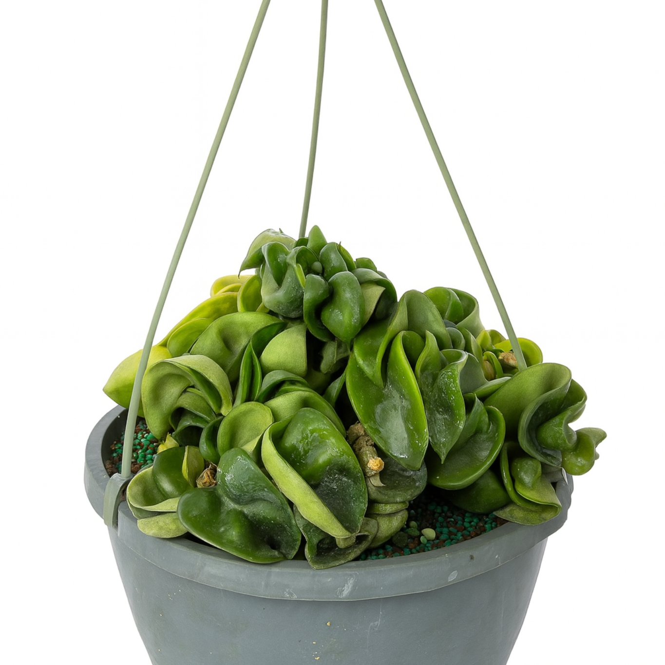 Hoya Care Guide: Light, Watering & Troubleshooting Tips