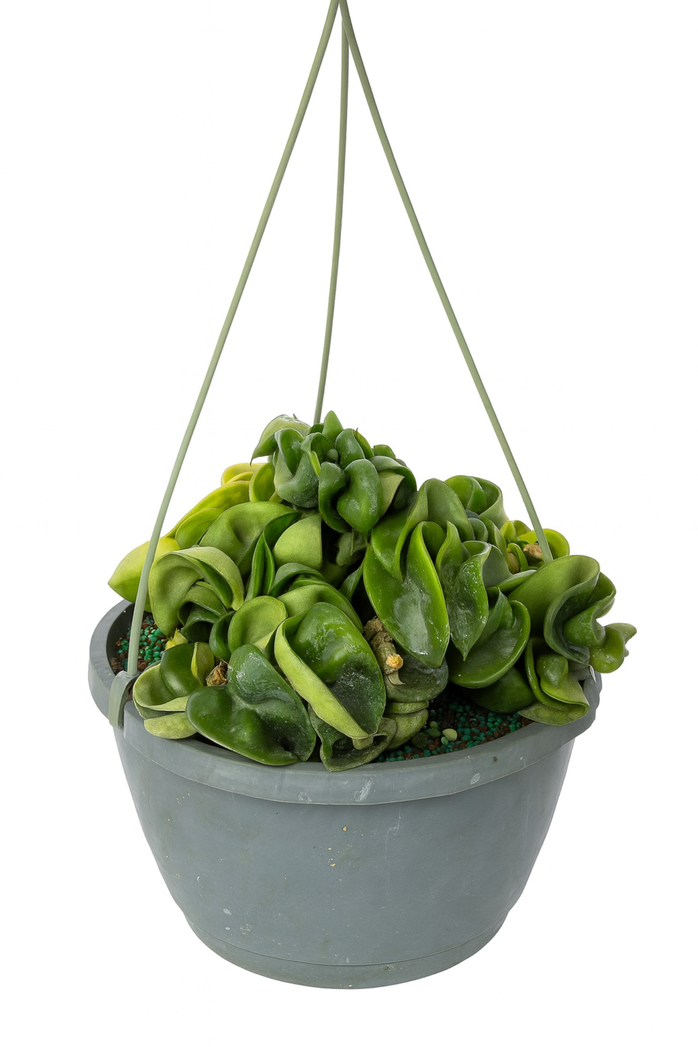 Hoya Care Guide: Light, Watering & Troubleshooting Tips