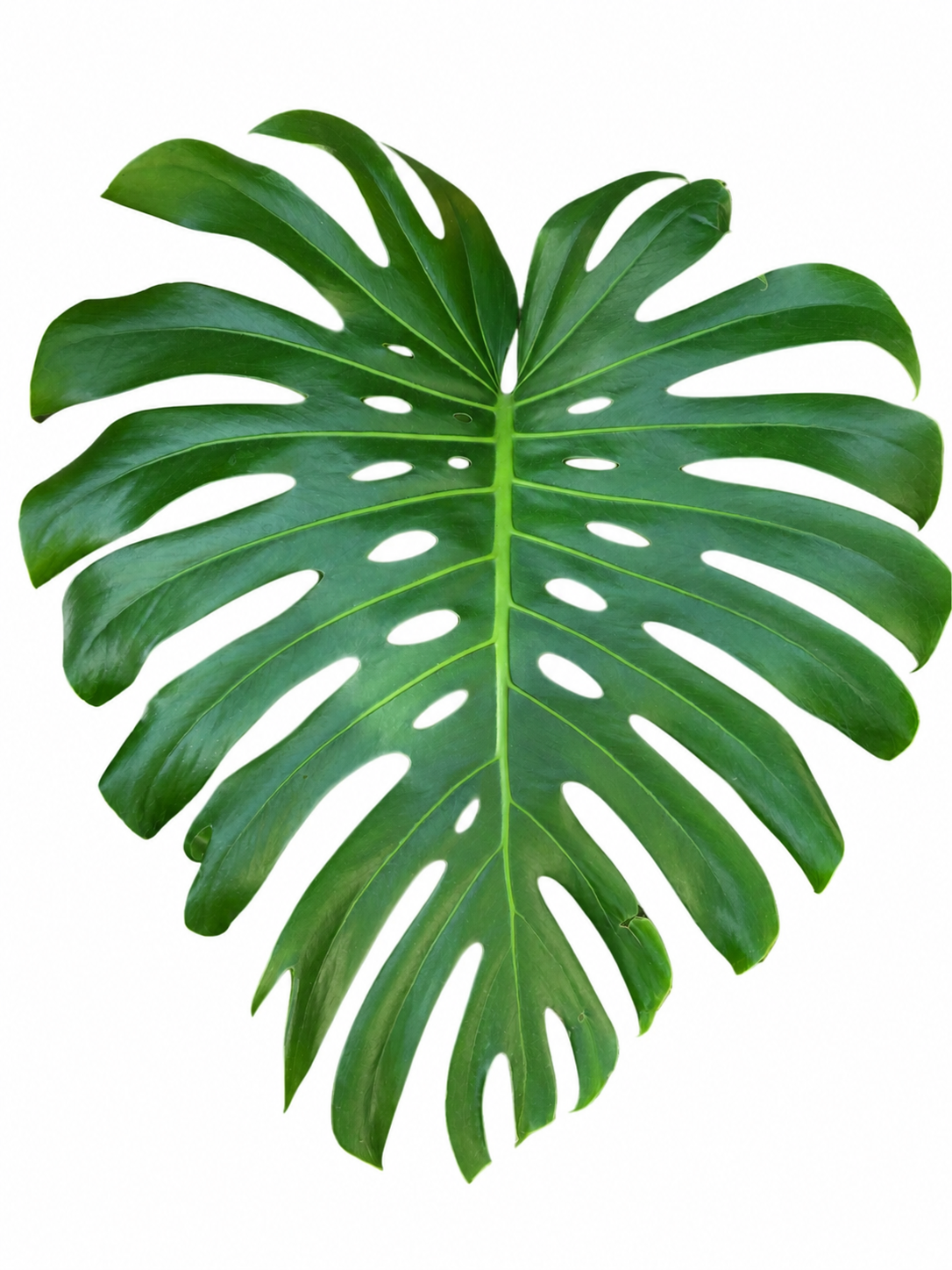 Best Large Houseplants for Indoor Spaces