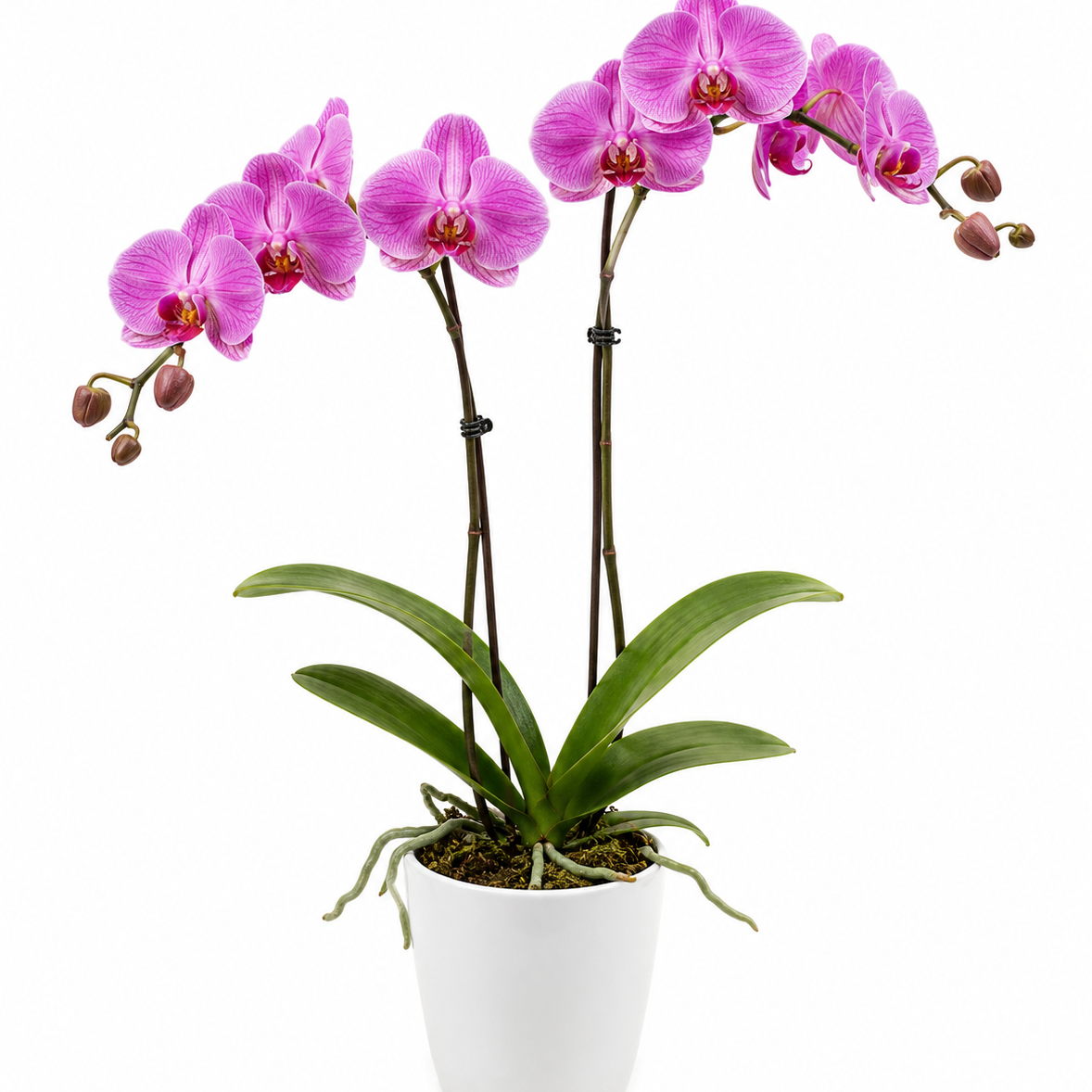 Orchid Care