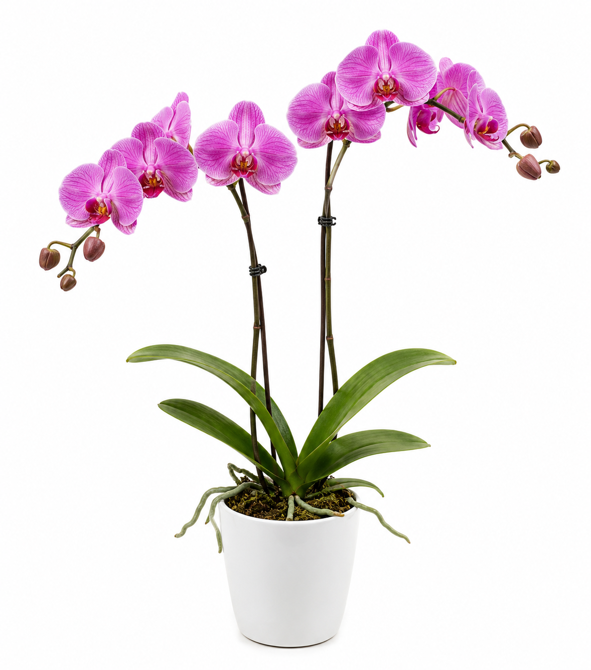 Orchid Care