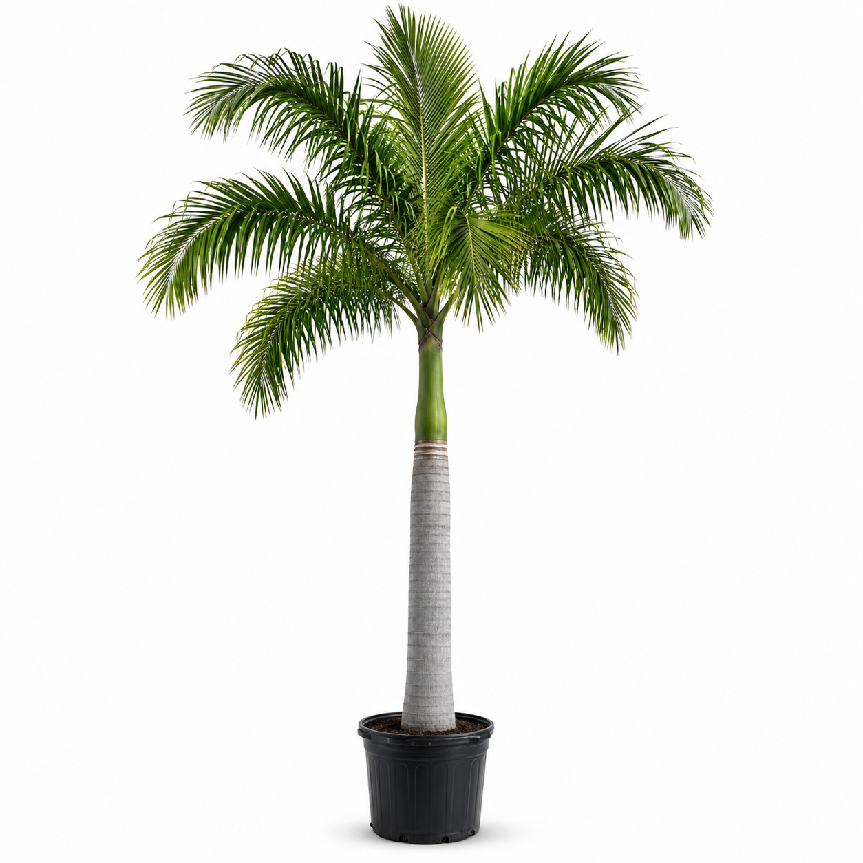 Best Palm Trees for Florida Landscapes