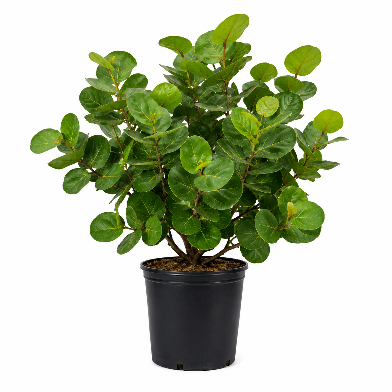 Salt-Tolerant Plants for Naples, Florida
