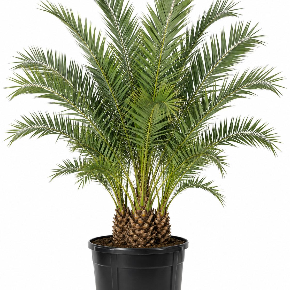 Medjool, Zahidi, and Canary Palms: Statement Palms for Naples Landscapes
