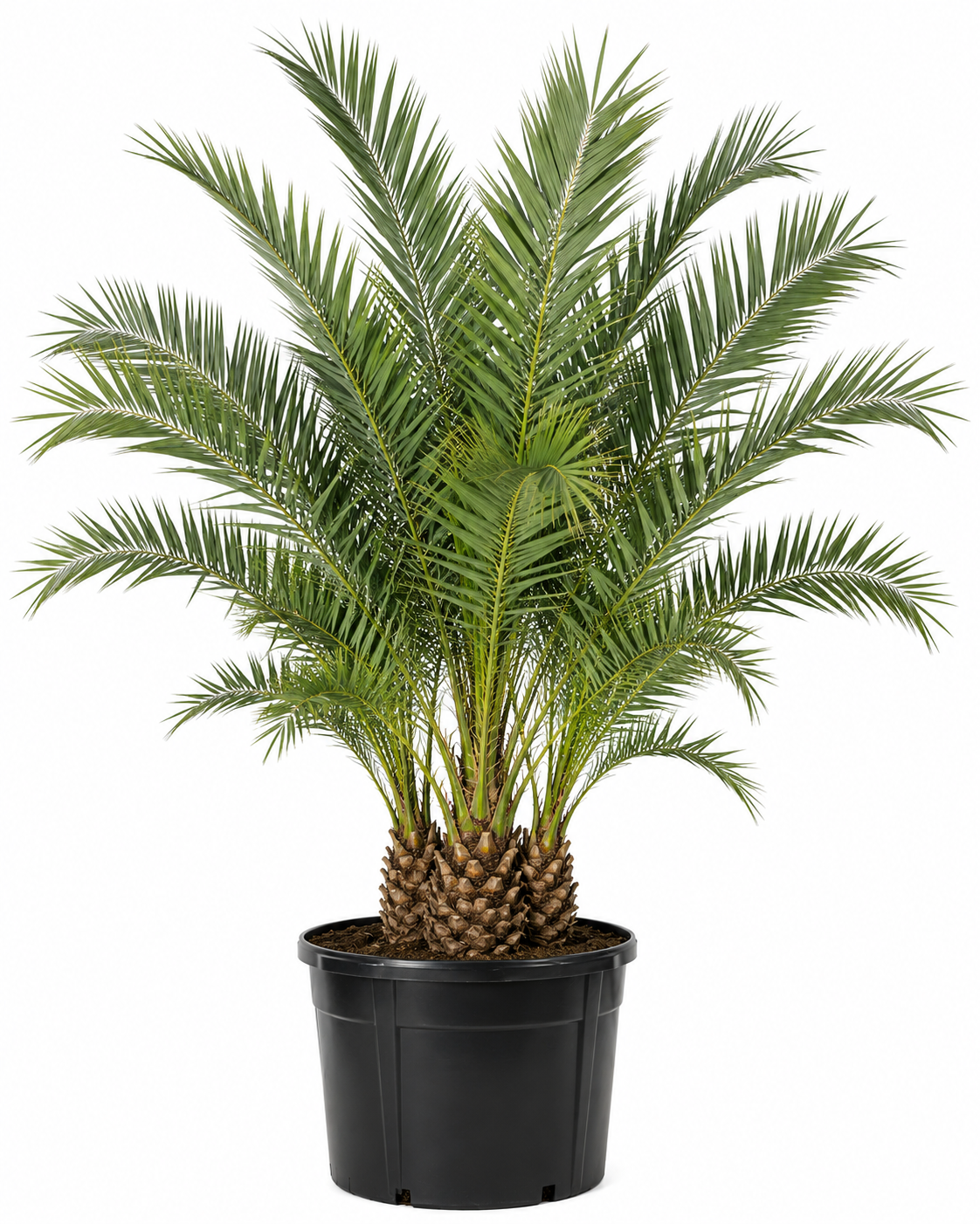 Medjool, Zahidi, and Canary Palms: Statement Palms for Naples Landscapes