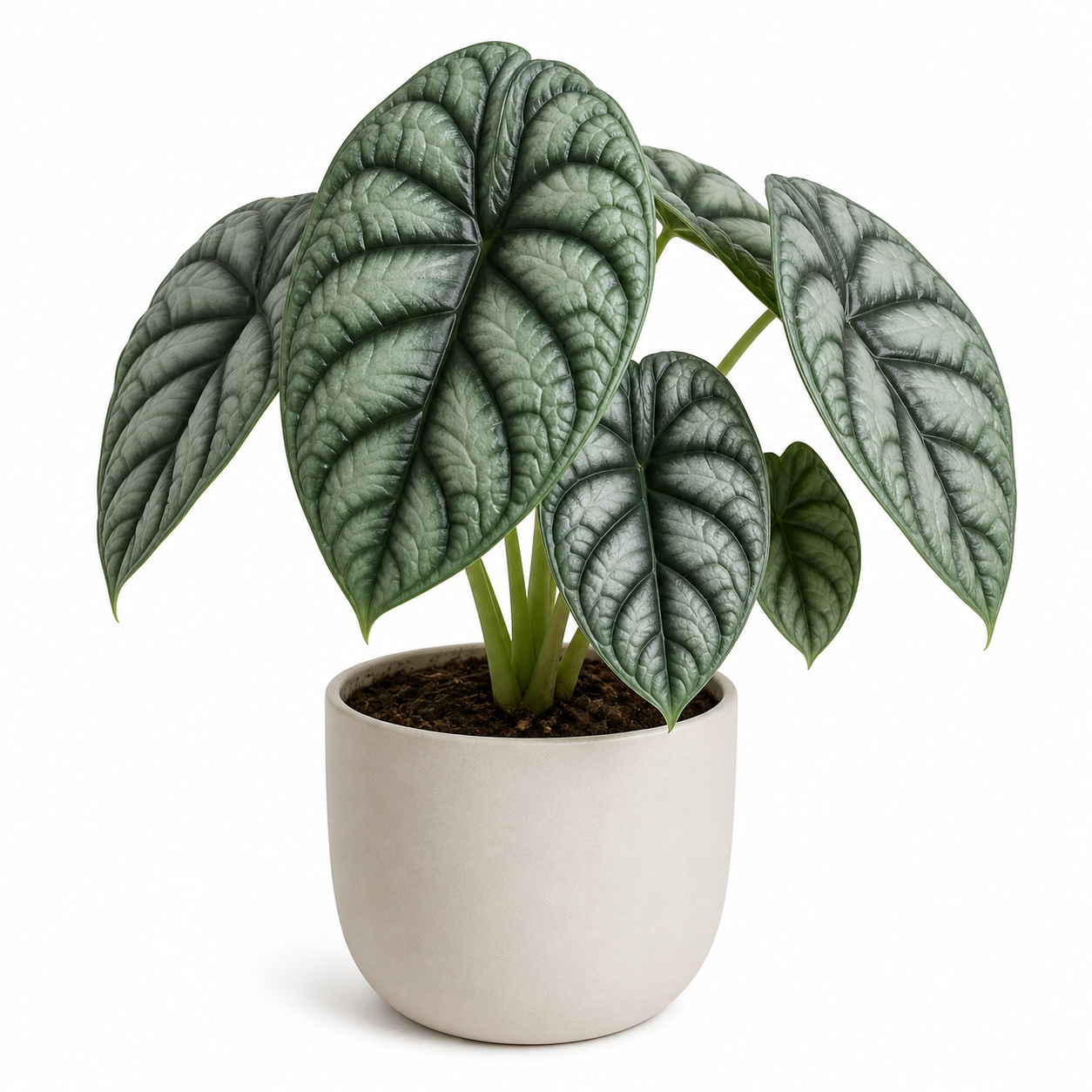Alocasia