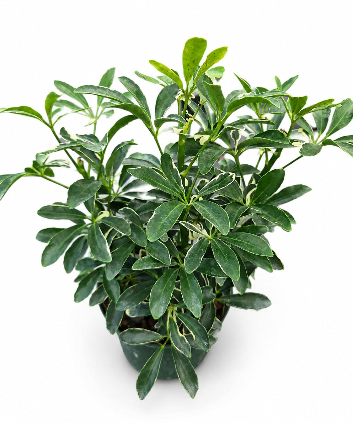 Arboricola Moondrop