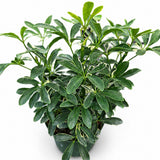 Arboricola Moondrop