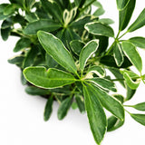 Arboricola Moondrop