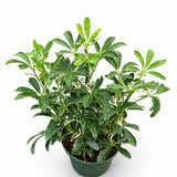 Arboricola Moondrop