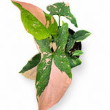 Syngonium Pink Splash
