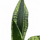 Sansevieria Silver Flame