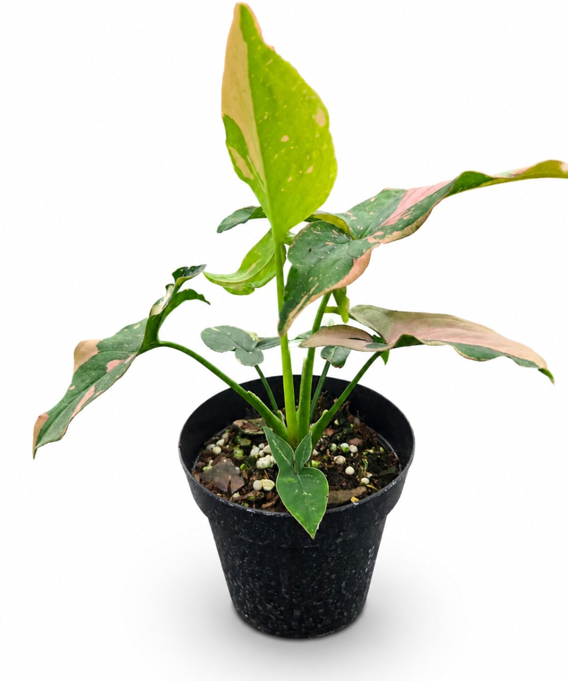 Syngonium Pink Splash