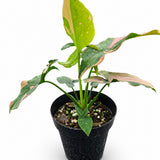 Syngonium Pink Splash