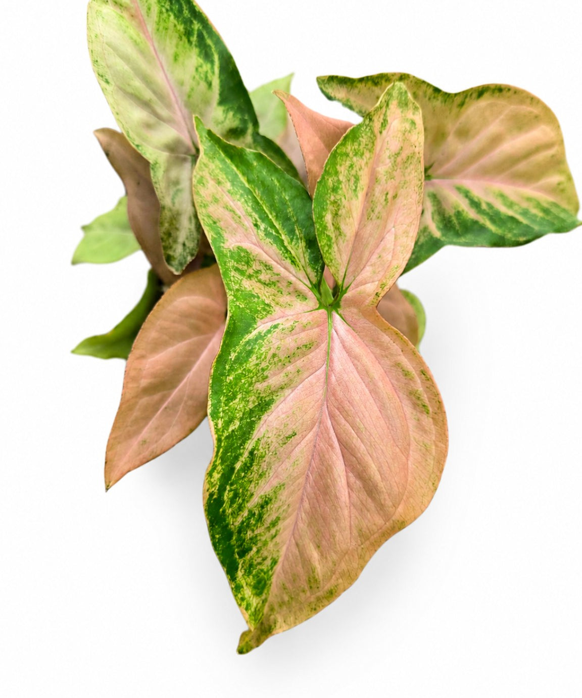 Syngonium Mickey
