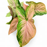 Syngonium Mickey