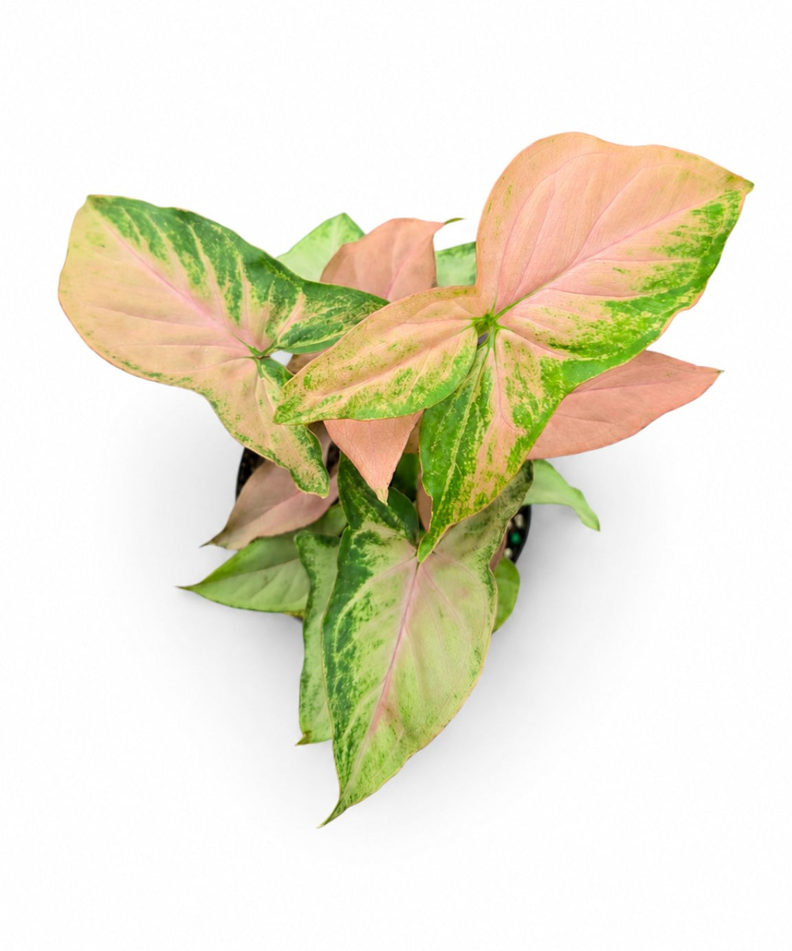 Syngonium Mickey