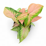 Syngonium Mickey