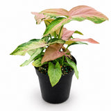 Syngonium Mickey