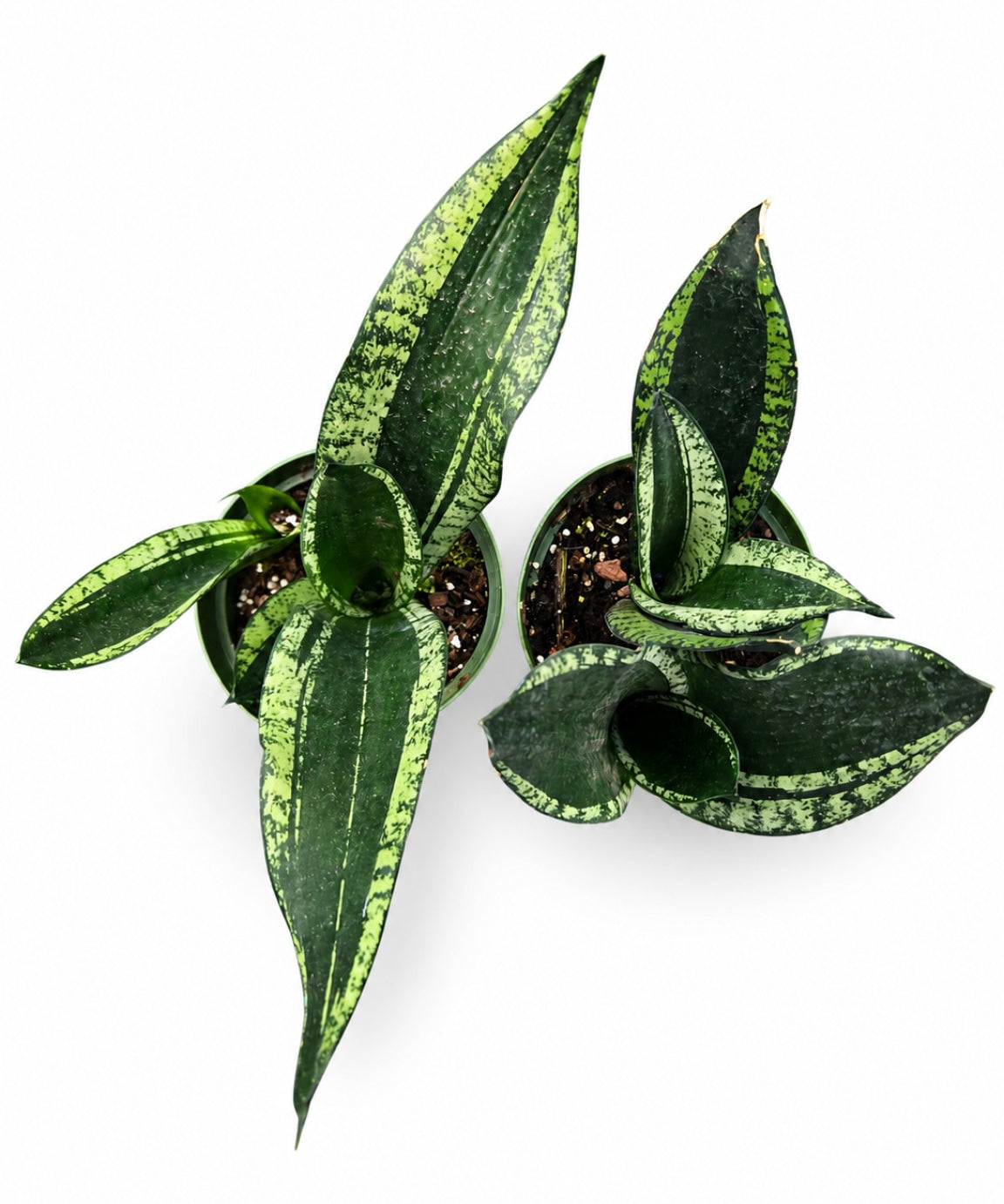 Sansevieria Silver Flame