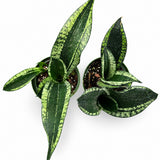 Sansevieria Silver Flame