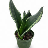 Sansevieria Silver Flame
