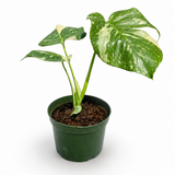 Monstera Thai Constellation