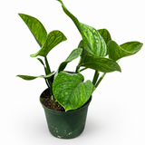 Monstera Pinnatipartita