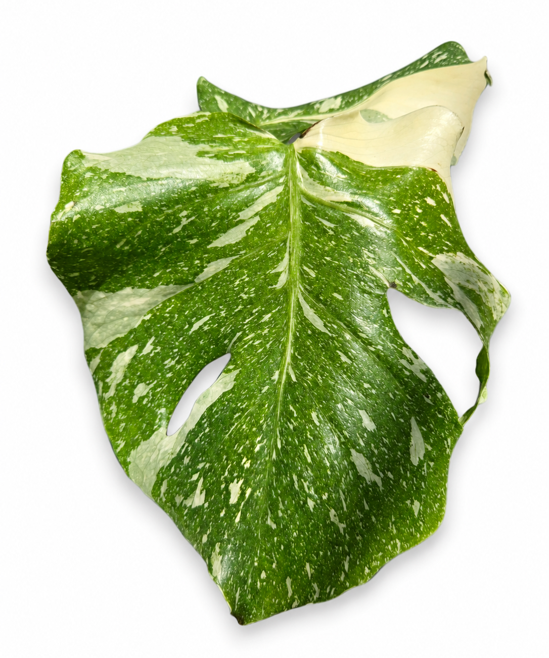 Monstera Thai Constellation